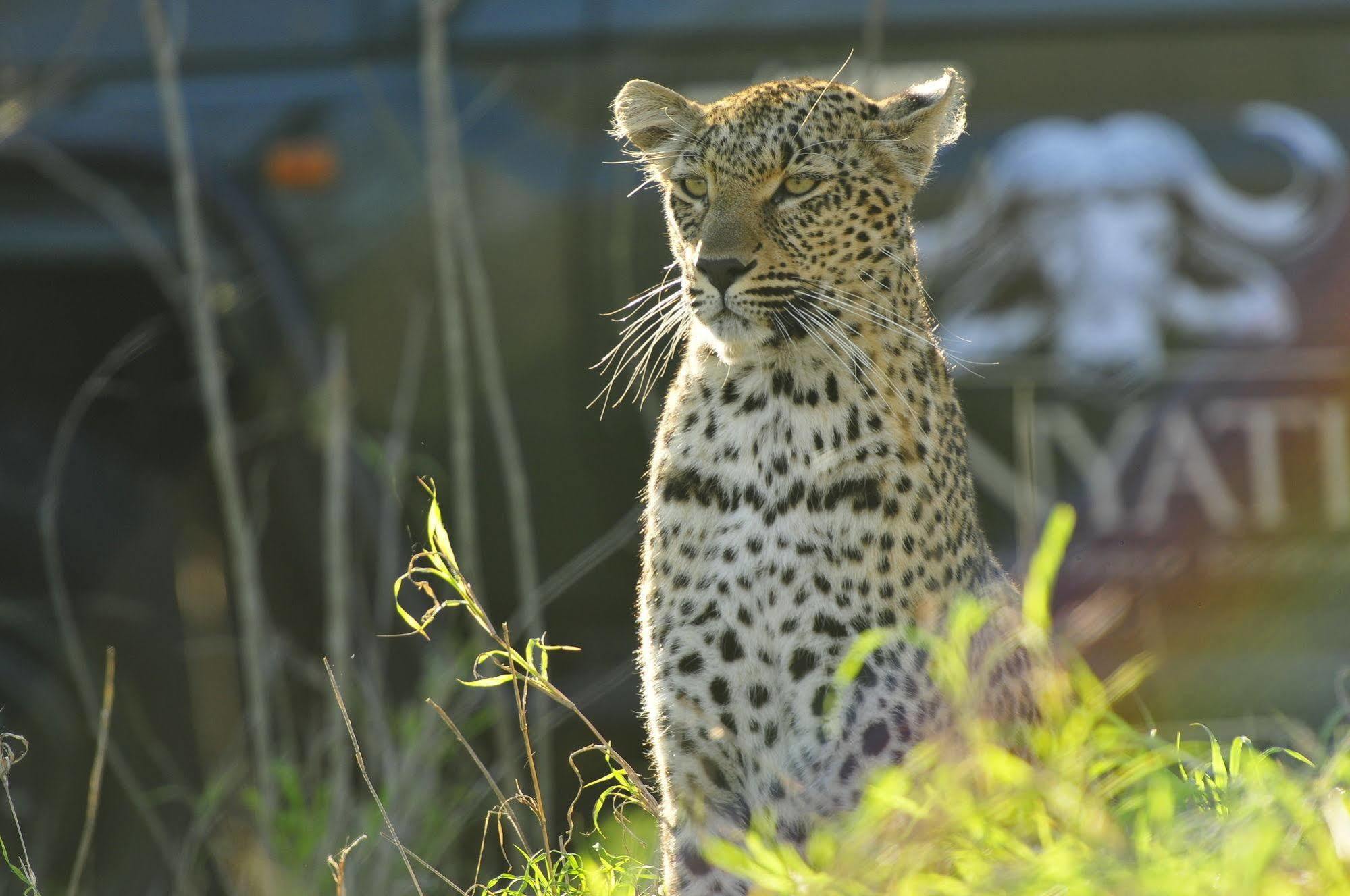 Inyati Game Lodge Metsi Zewnętrze zdjęcie
