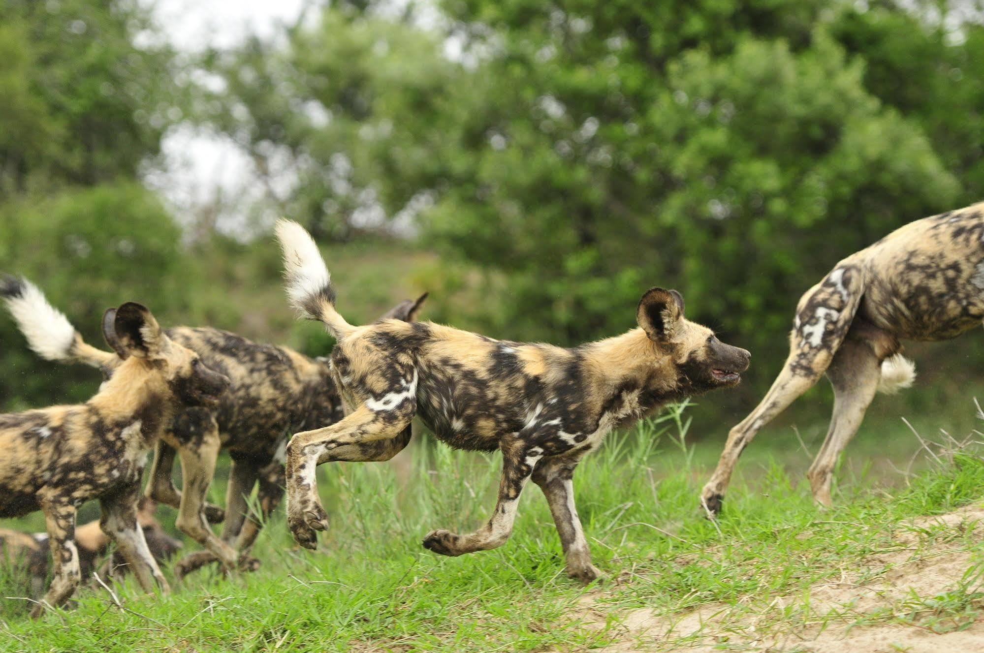 Inyati Game Lodge Metsi Zewnętrze zdjęcie