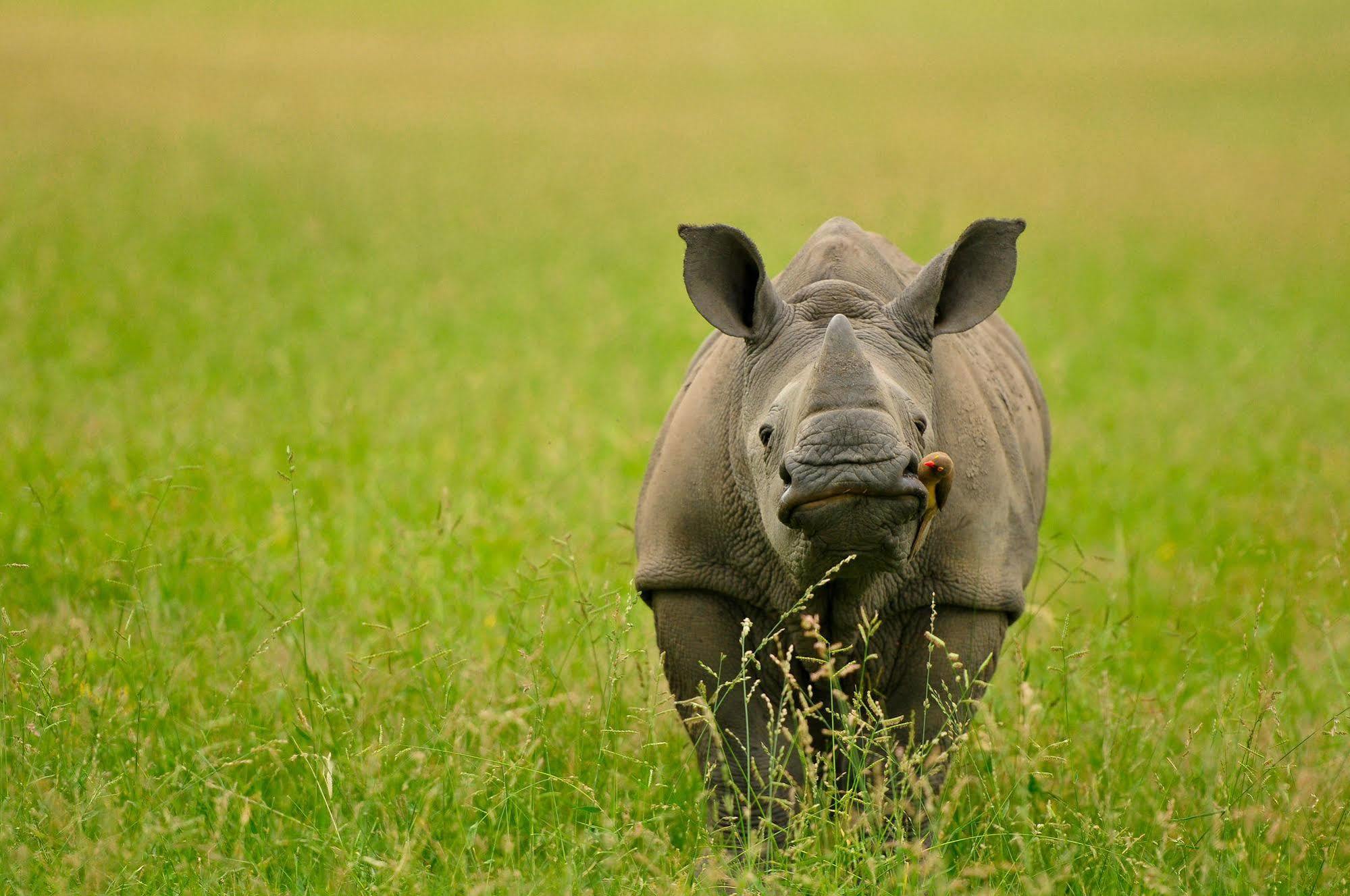 Inyati Game Lodge Metsi Zewnętrze zdjęcie