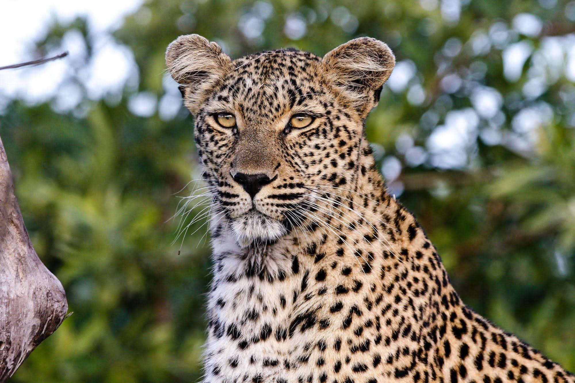 Inyati Game Lodge Metsi Zewnętrze zdjęcie